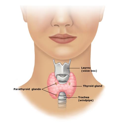 thyroid gland Zinc and Different Ways It Helps Your Body