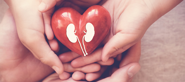 Kidney and Urinary Tract Support