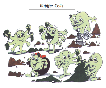 kupffer-cells