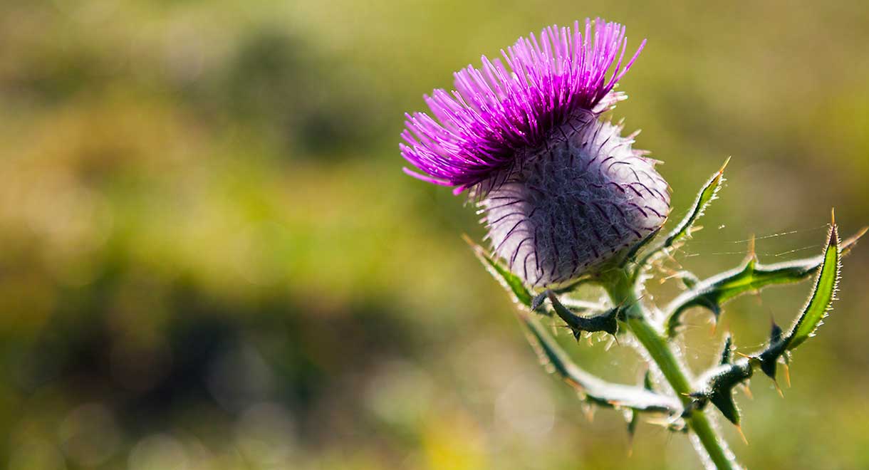 St Mary's Thistle Reduces Chemotherapy Side Effects