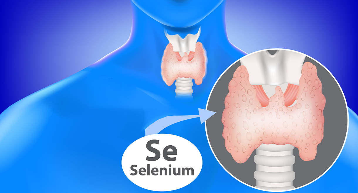 Selenium And Your Thyroid Gland