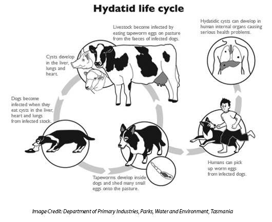 hydatid life cycle