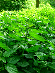 Stinging nettle soup