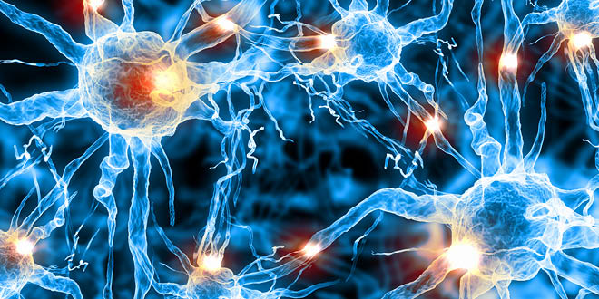Want More Energy? Look After Your Mitochondria
