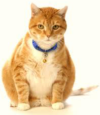 Cats can develop diabetes!