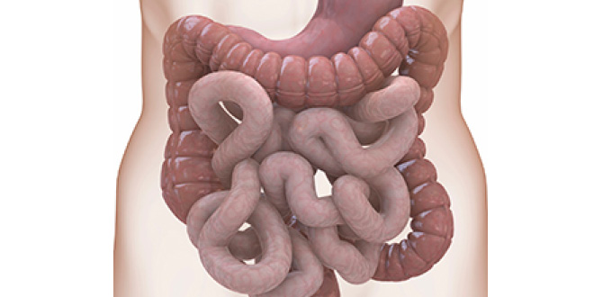 Could leaky gut syndrome cause your immune system problems?