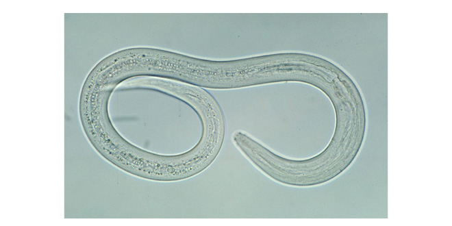 can hookworm cause miscarriage