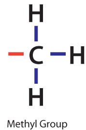 Liver-Doctor-Methyl-Group