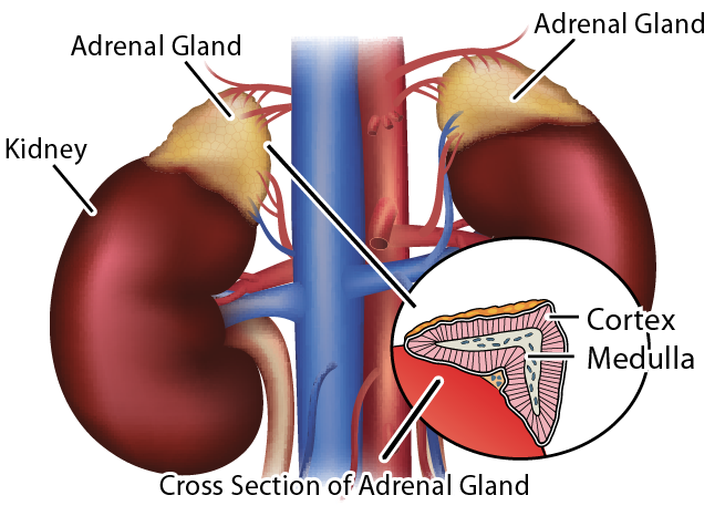 Liver-Doctor-Adrenal-Exhaustion-Diagram