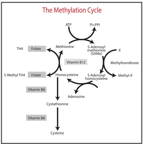 Liver-Doctor-Methylation-Cycle