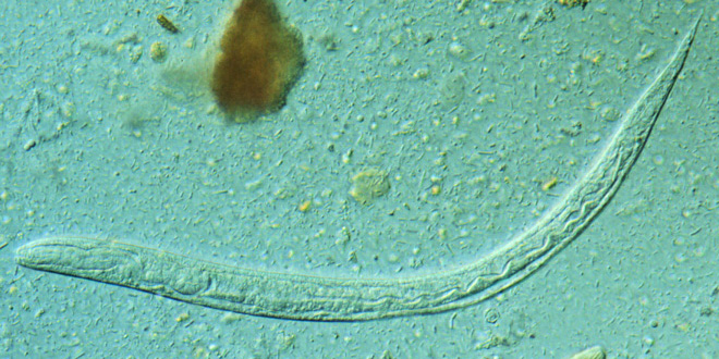 Be aware of parasites