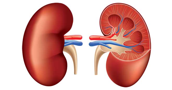 Are you looking after your kidneys?