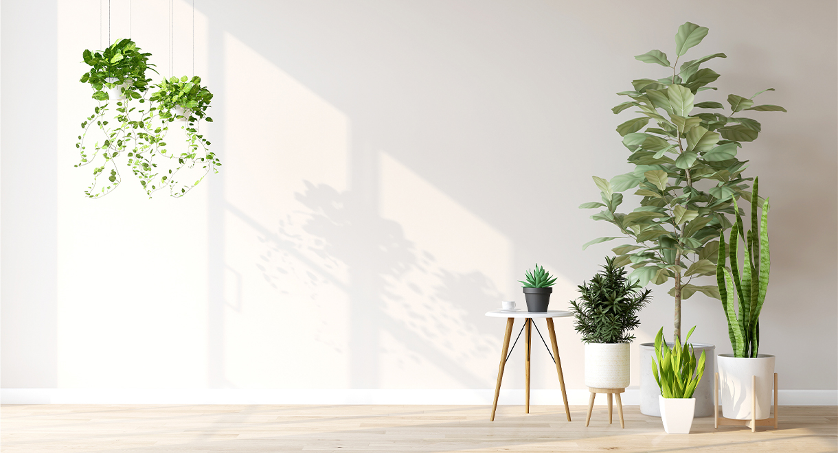 The Best Plants To Purify Indoor Air